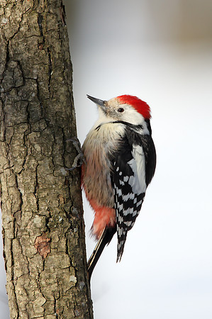 Middle Spotted Woodpecker