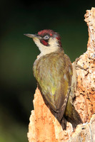 Green Woodpecker