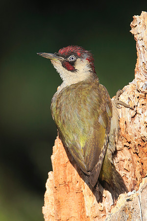 Green Woodpecker