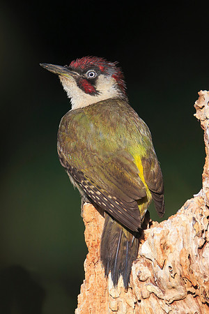 Green Woodpecker
