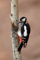 Great Spotted Woodpecker