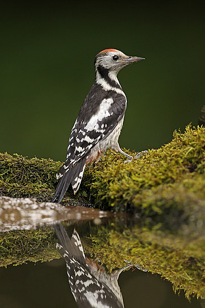 Syrian Woodpecker