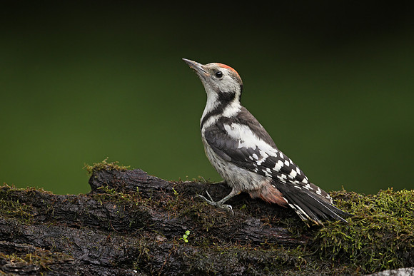 Syrian Woodpecker