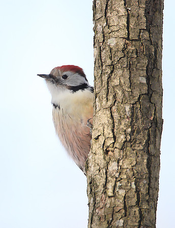 Middle Spotted Woodpecker