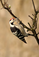 Woodpeckers