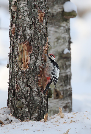 White-backed Woodpecker