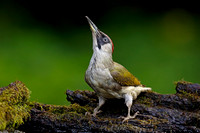 Green Woodpecker