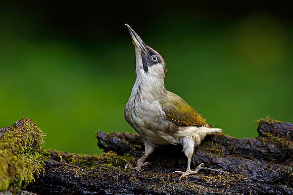 Green Woodpecker