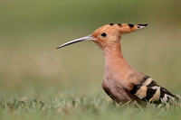 Hoopoe