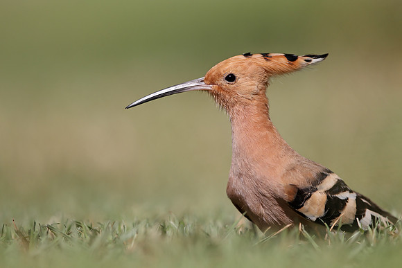 Hoopoe
