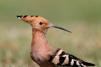 Hoopoe