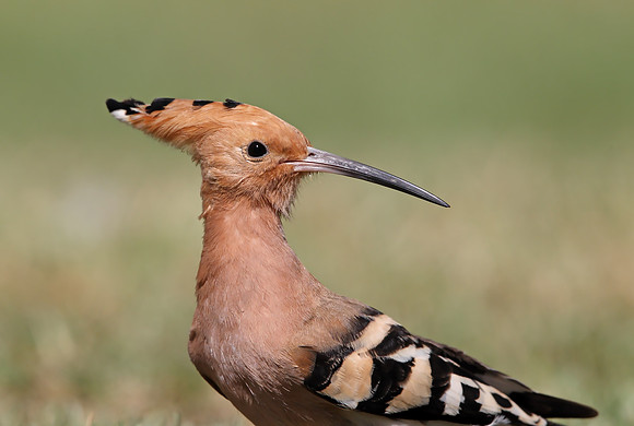 Hoopoe
