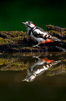 Great Spotted Woodpecker