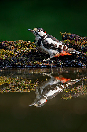 Great Spotted Woodpecker