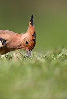 Hoopoe