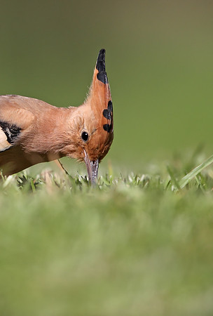 Hoopoe