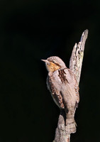 Wryneck