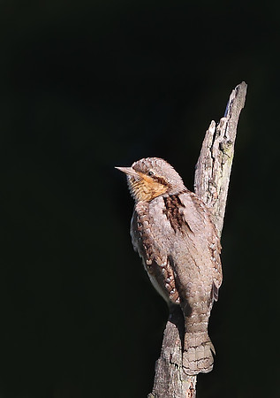 Wryneck