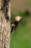 Green Woodpecker
