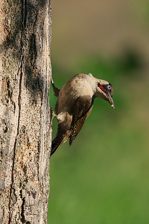 Green Woodpecker
