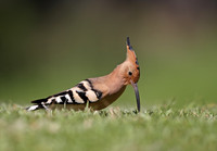 Hoopoe