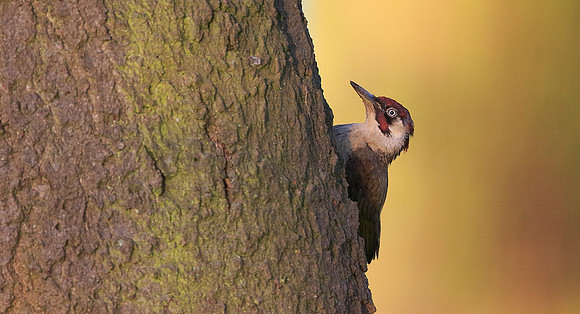 Green Woodpecker