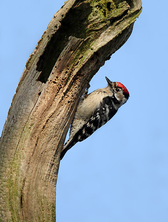 Lesser Spotted Woodpecker