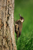 Green Woodpecker
