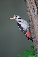 Syrian Woodpecker