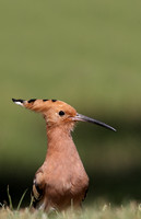 Hoopoe