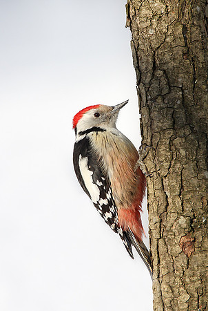 Middle Spotted Woodpecker