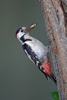 Syrian Woodpecker