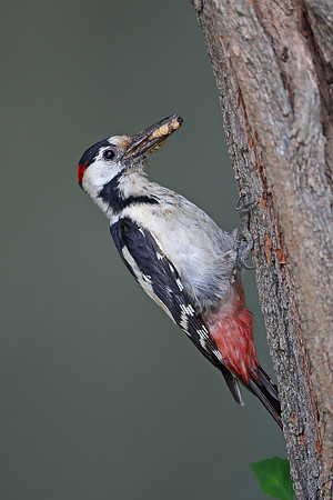 Syrian Woodpecker