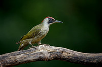 Green Woodpecker