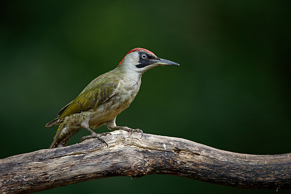Green Woodpecker