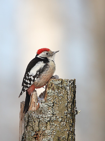 Middle Spotted Woodpecker