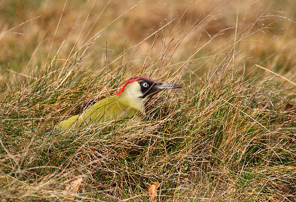 Green Woodpecker