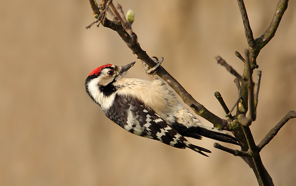 Lesser Spotted Woodpecker