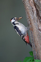 Syrian Woodpecker