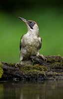 Green Woodpecker
