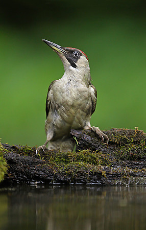 Green Woodpecker
