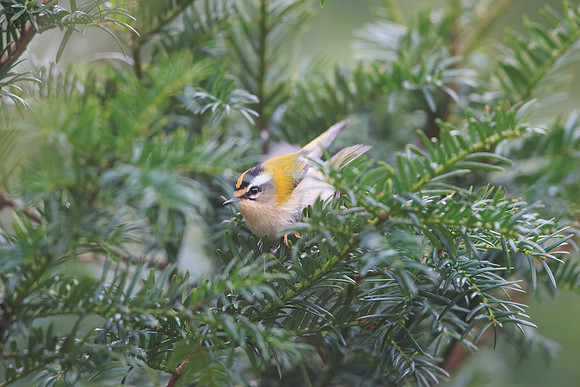 Firecrest
