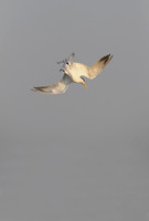 Lesser Crested Tern