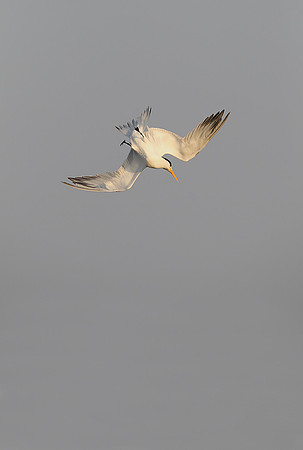 Lesser Crested Tern