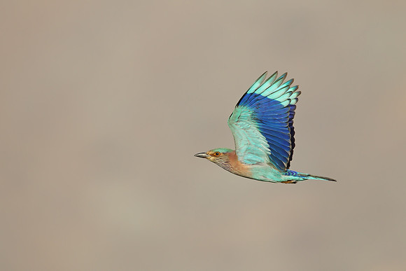 Indian Roller