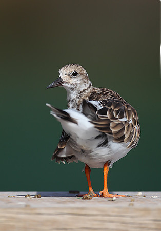 Turnstone