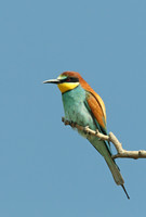 European Bee-eater
