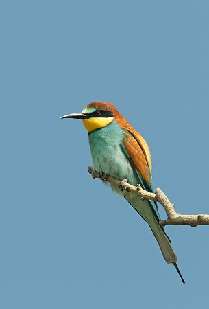 European Bee-eater