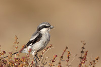 Southern Grey Shrike