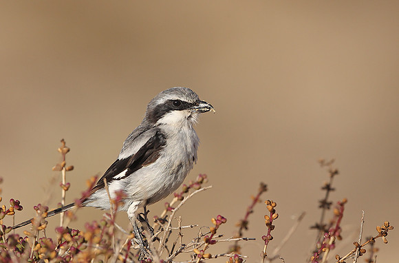 Southern Grey Shrike